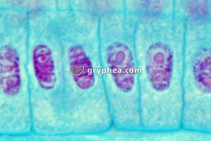 Cellule de racine d'Ail  en division (mitose - télophase et cellules-filles) x 600 - gryphea.com